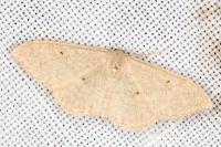 Idaea straminata