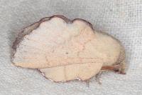 Phyllodesma suberifolia