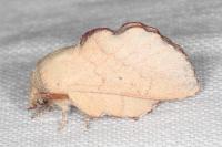 Phyllodesma suberifolia