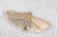 Eurhodope cirrigerella