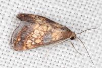 Evergestis politalis