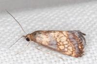 Evergestis politalis