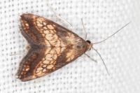 Evergestis politalis