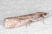 Acrobasis obliqua