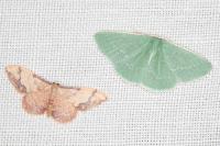 Xenochlorodes olympiaria