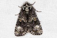 Craniophora ligustri