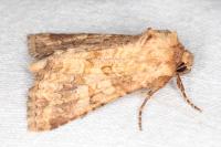 Conisania luteago olbiena