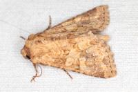 Conisania luteago olbiena