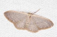 Idaea predotaria