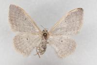 Idaea predotaria