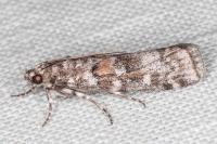 Dioryctria sylvestrella