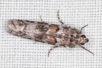 Dioryctria sylvestrella