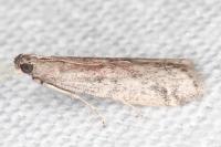Ephestia woodiella/parasitella/elutella