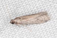 Ephestia woodiella/parasitella/elutella