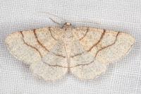 Adactylotis contaminaria