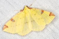 Opisthograptis luteolata