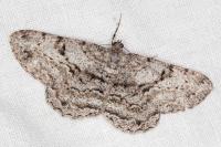 Peribatodes rhomboidaria rhomboidaria