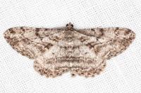 Peribatodes rhomboidaria rhomboidaria