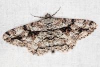 Peribatodes umbraria umbraria