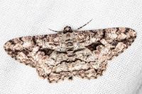 Peribatodes umbraria umbraria