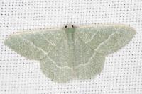 Phaiogramma etruscaria