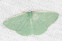 Xenochlorodes olympiaria