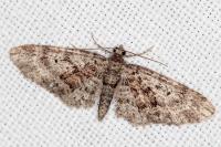 Eupithecia cocciferata