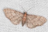 Eupithecia haworthiata