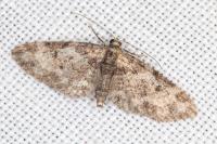 Eupithecia irriguata
