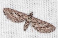 Eupithecia scopariata