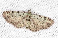 Pasiphila rectangulata