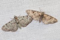 Pasiphila rectangulata