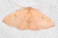 Cyclophora puppillaria