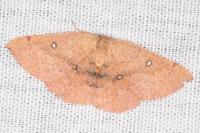 Cyclophora puppillaria