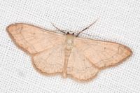 Idaea aversata