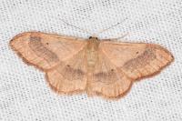 Idaea aversata