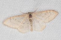 Idaea aversata