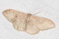 Idaea degeneraria