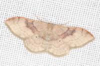 Idaea degeneraria