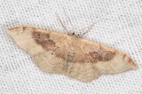 Idaea degeneraria