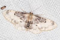 Idaea filicata