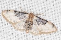Idaea filicata