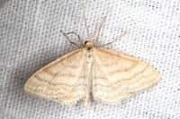 Idaea macilentaria