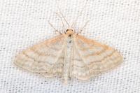 Idaea macilentaria