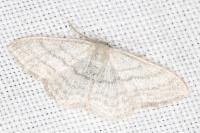Idaea subsericeata