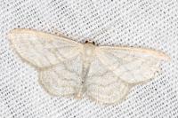 Idaea subsericeata