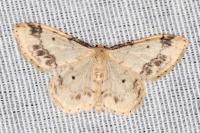 Idaea trigeminata