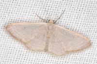 Idaea