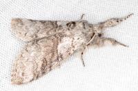 Calliteara pudibunda