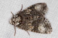 Craniophora ligustri